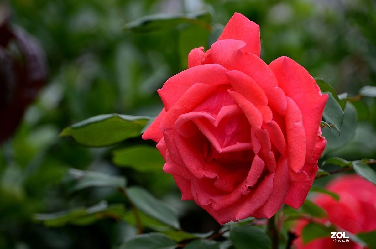 月季花---初登贵坛，拜望好友视觉光影，感谢您的鼓励与支持。