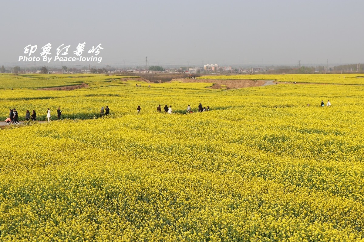 金沙河红薯岭油菜花