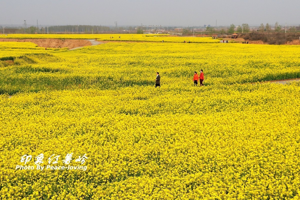 金沙河红薯岭油菜花