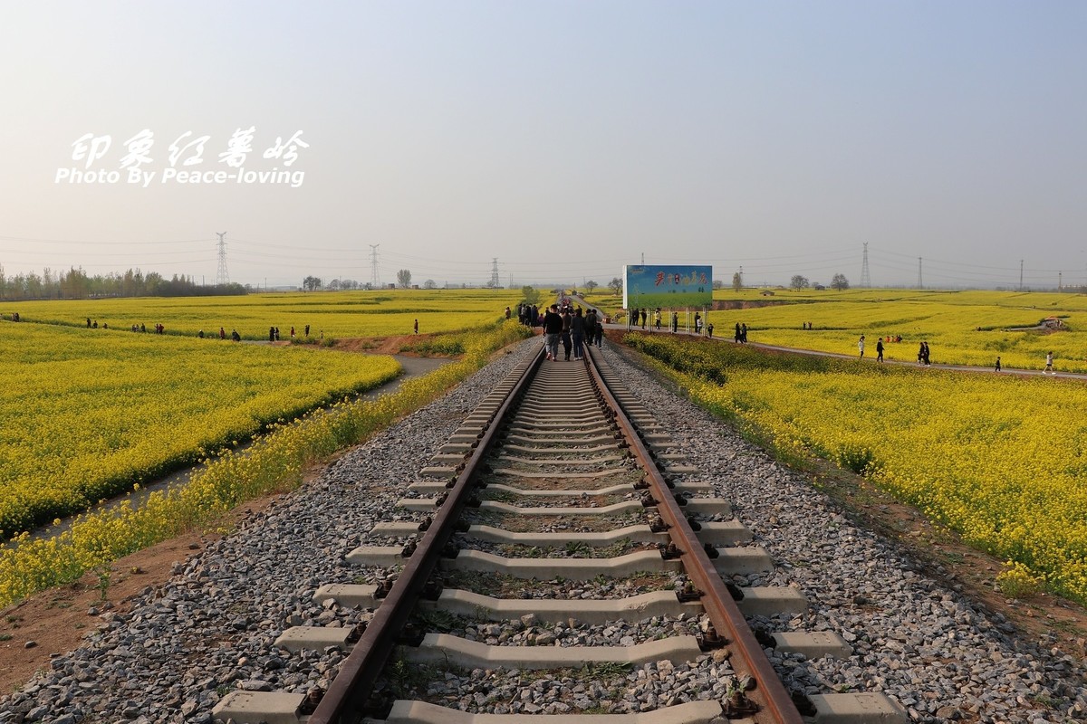 金沙河红薯岭油菜花