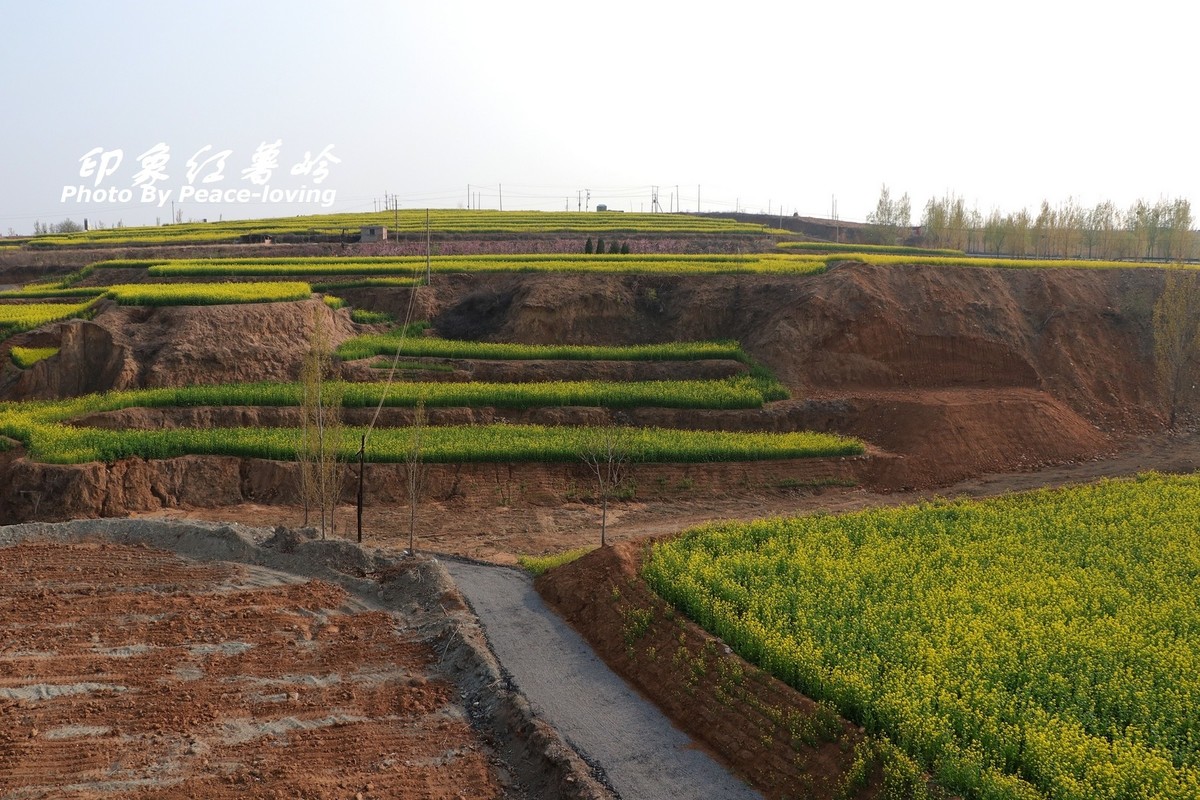 金沙河红薯岭油菜花