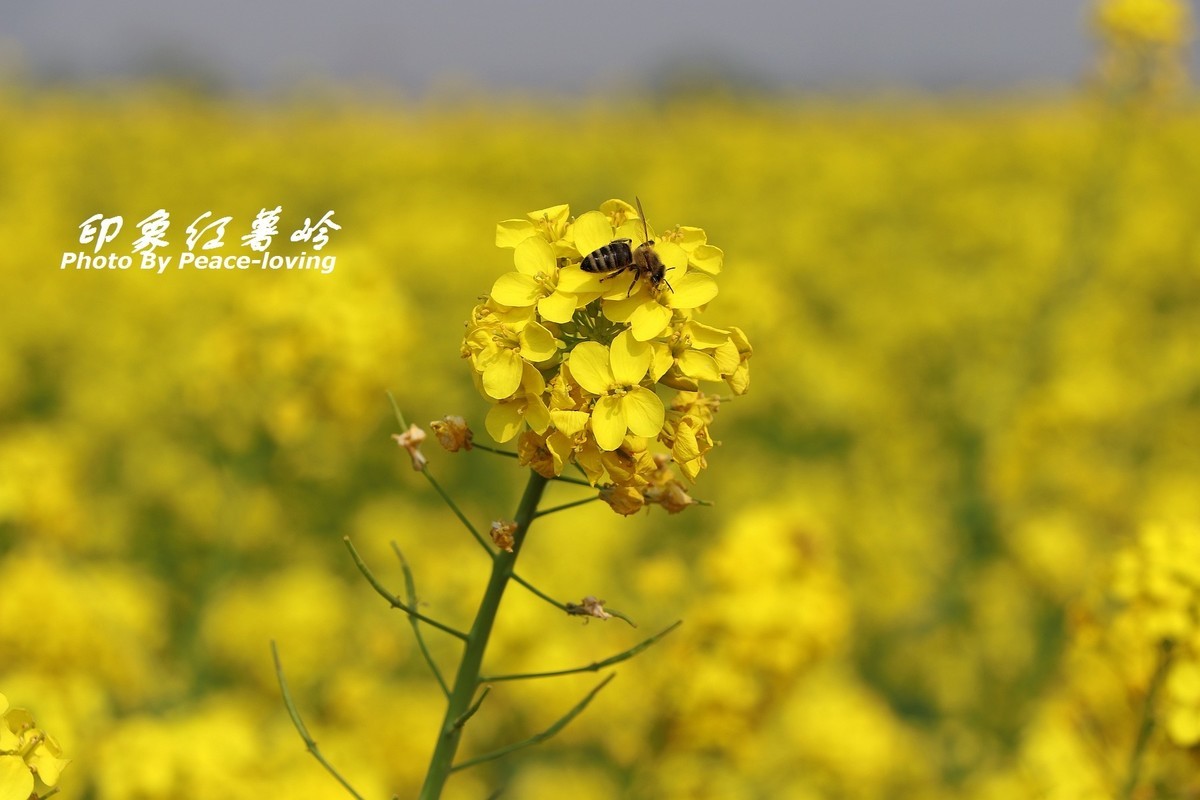 金沙河红薯岭油菜花