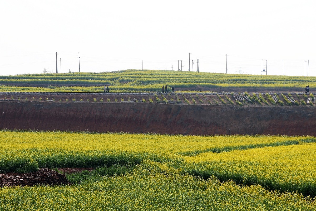 金沙河红薯岭油菜花