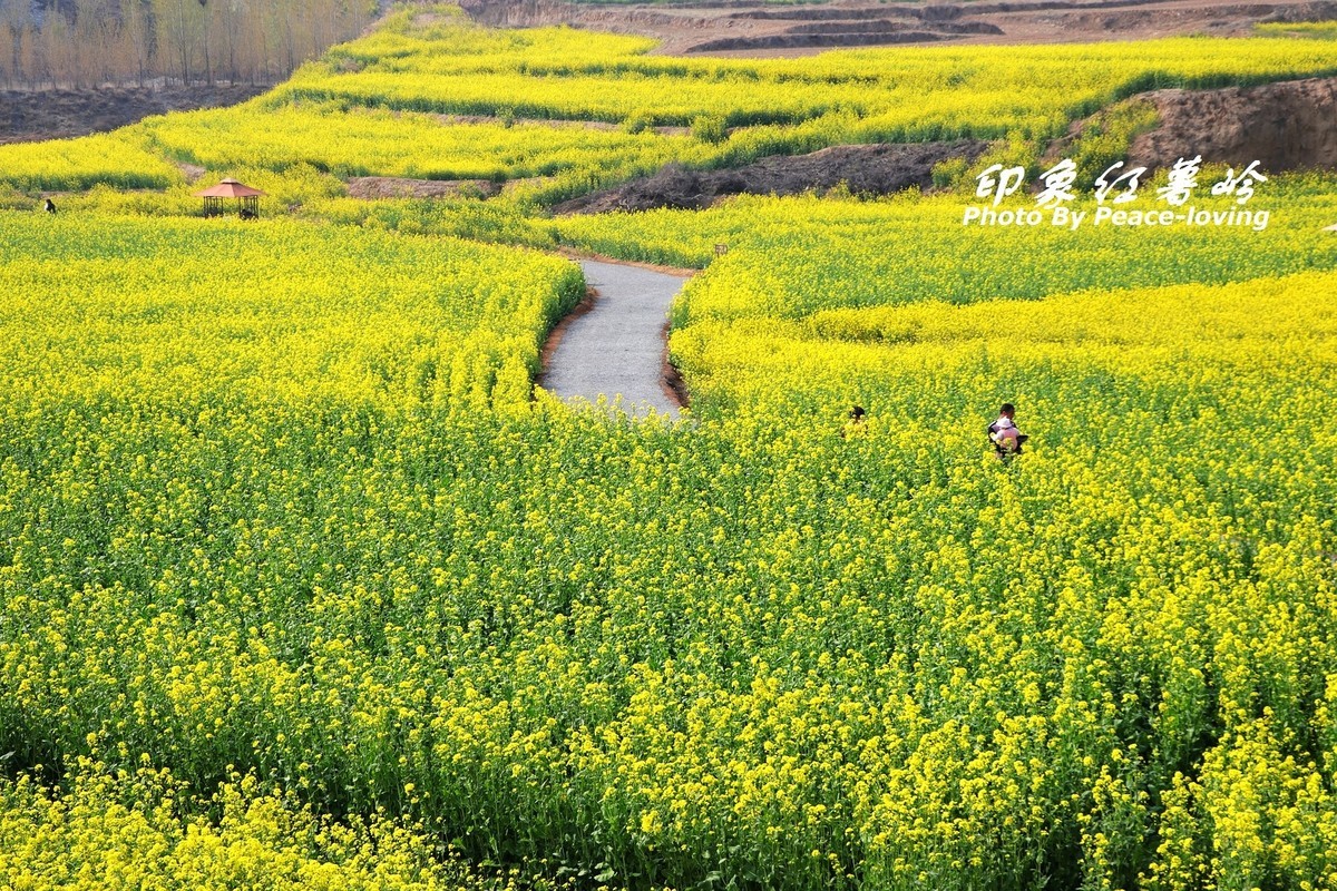 金沙河红薯岭油菜花