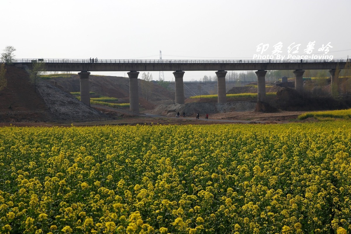 金沙河红薯岭油菜花