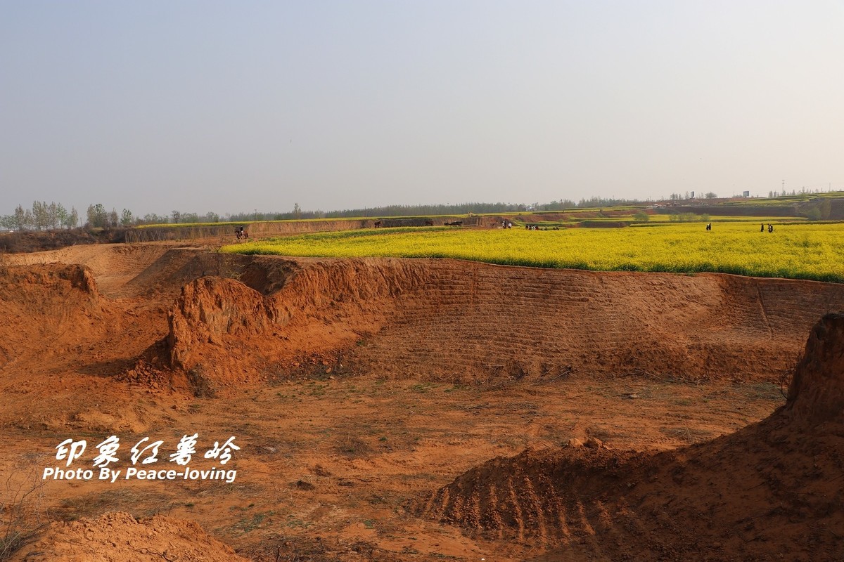 金沙河红薯岭油菜花