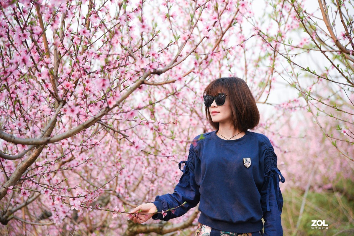 周未—平坝赏樱花