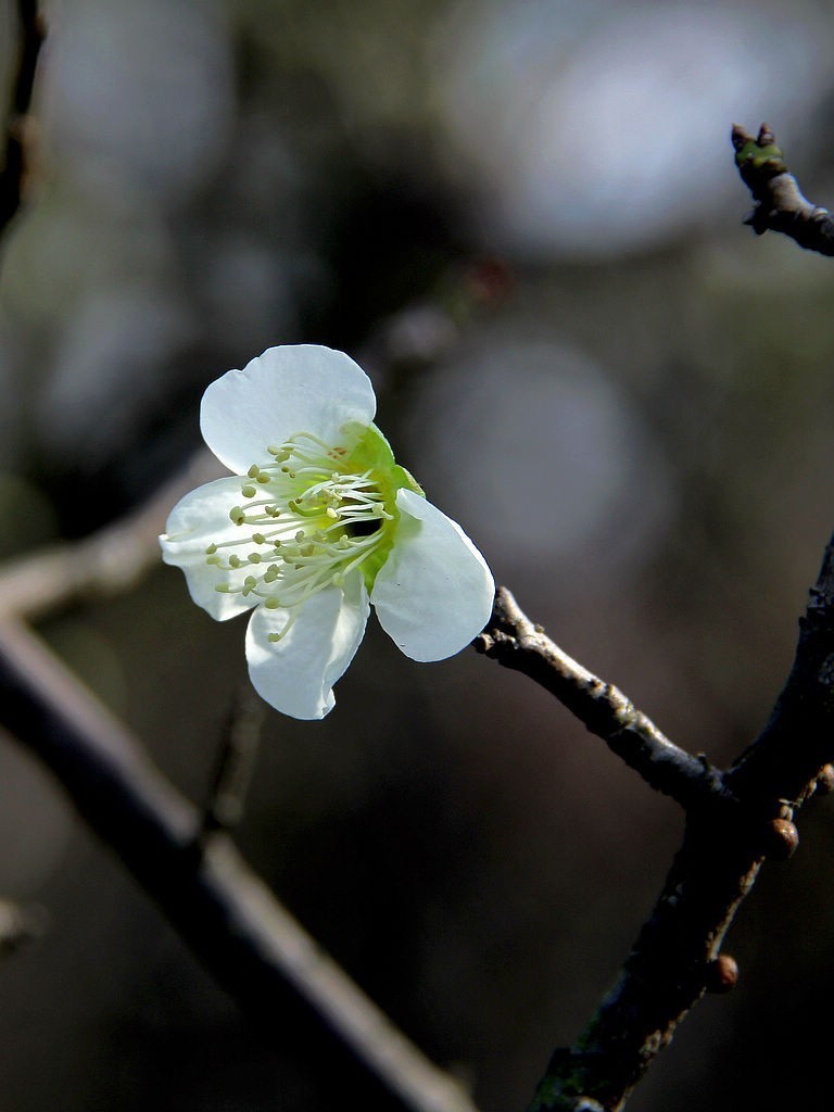 白梅花
