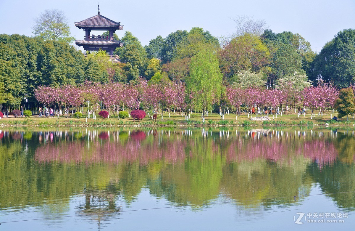 成都青白江樱花节掠影