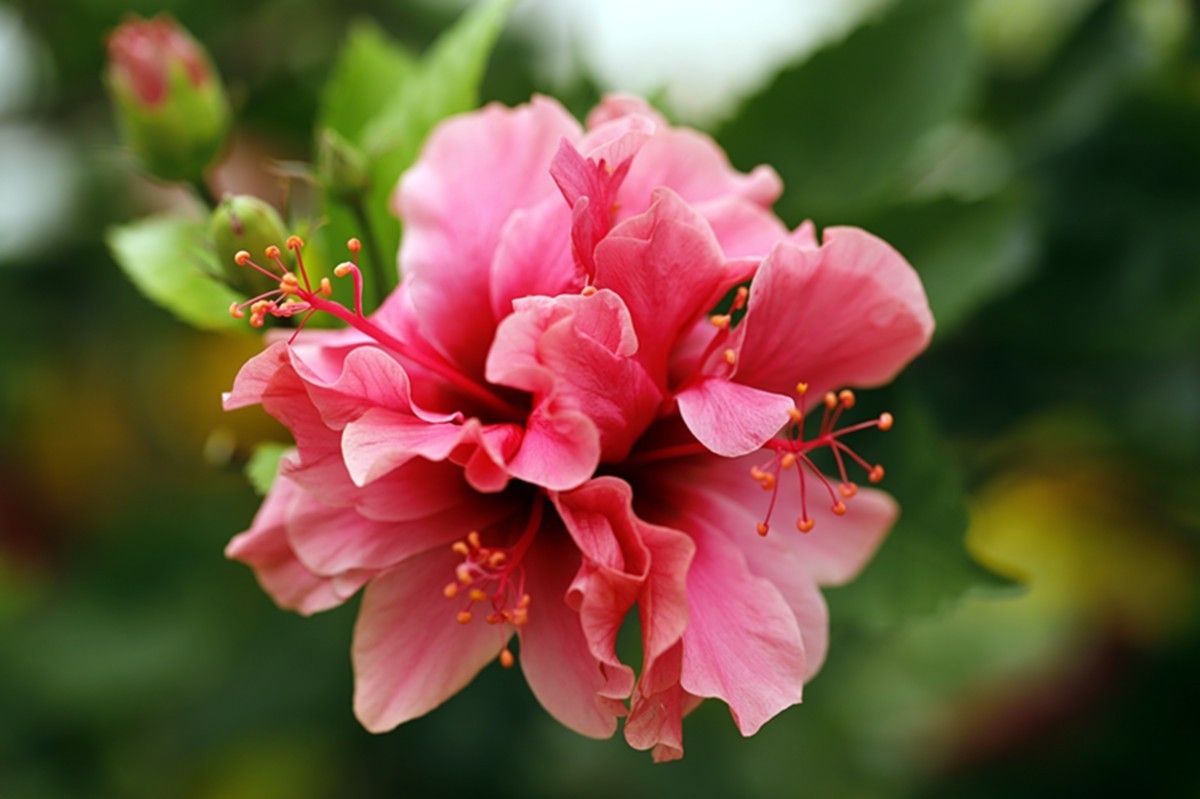 重瓣朱槿花开满树香