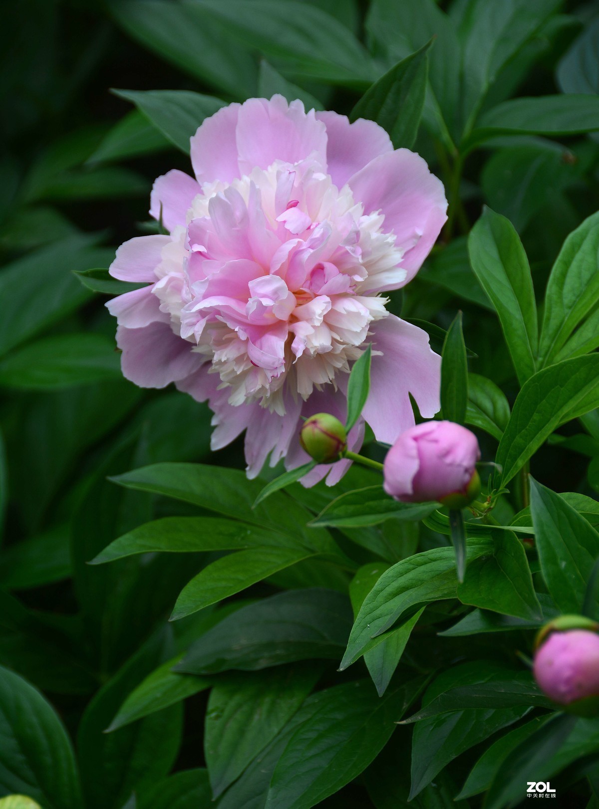 争奇斗艳芍药花