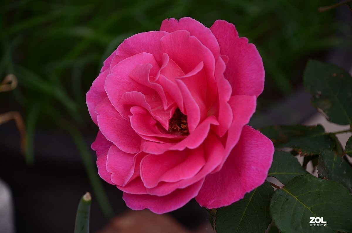 月季花---初登贵坛，拜望好友视觉光影，感谢您的鼓励与支持。