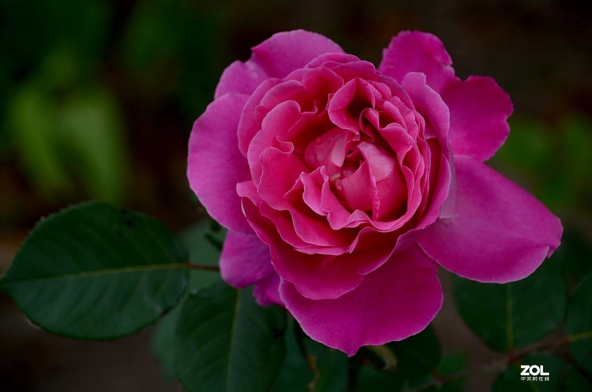 月季花---初登贵坛，拜望好友视觉光影，感谢您的鼓励与支持。