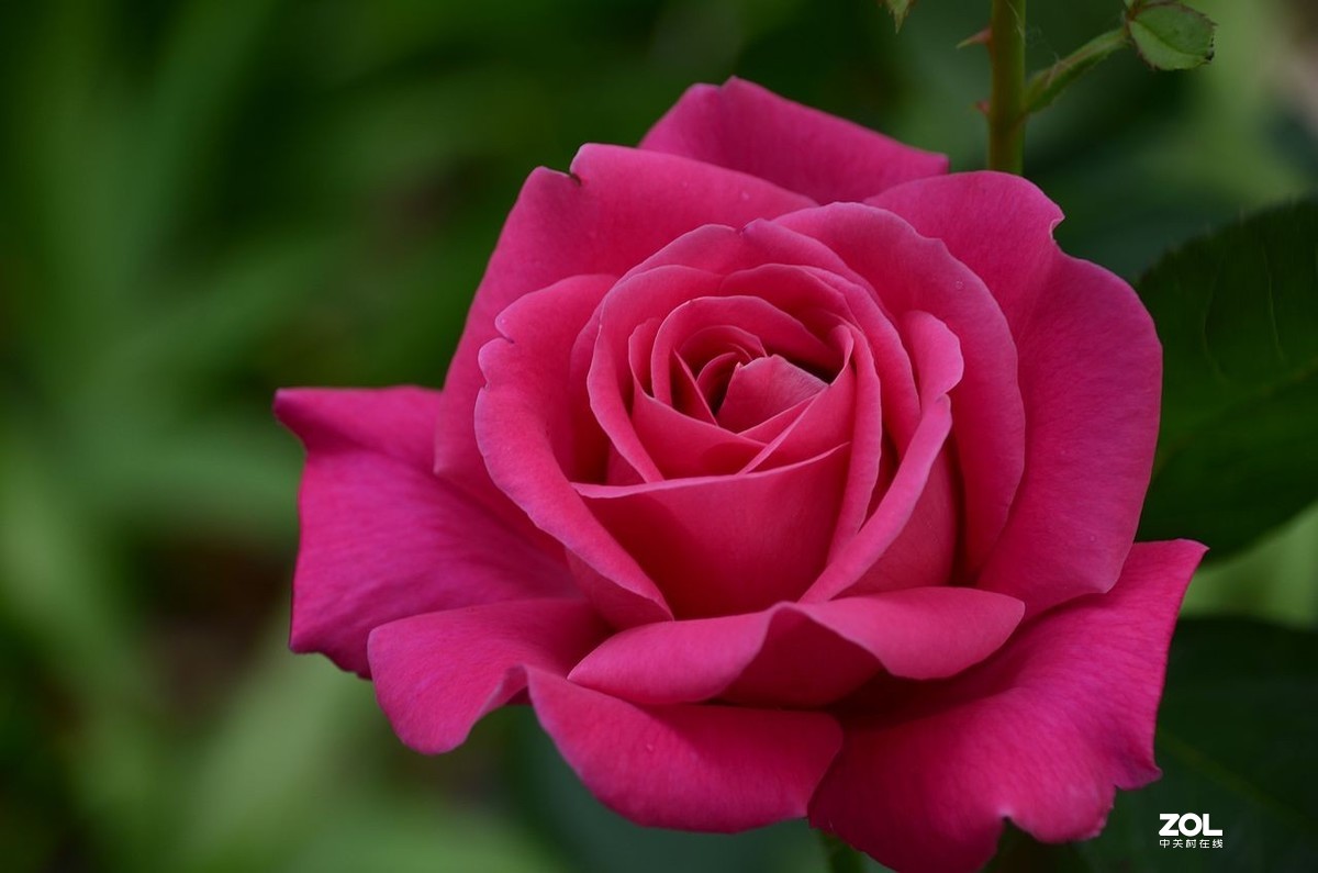 月季花---初登贵坛，拜望好友视觉光影，感谢您的鼓励与支持。