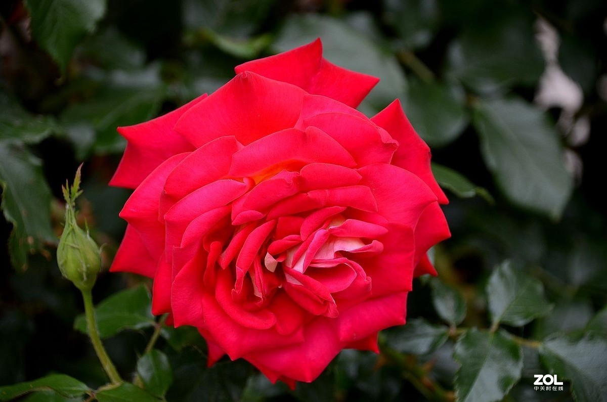 月季花---初登贵坛，拜望好友视觉光影，感谢您的鼓励与支持。