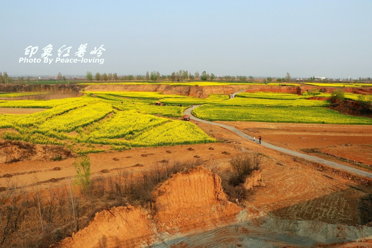 金沙河红薯岭油菜花