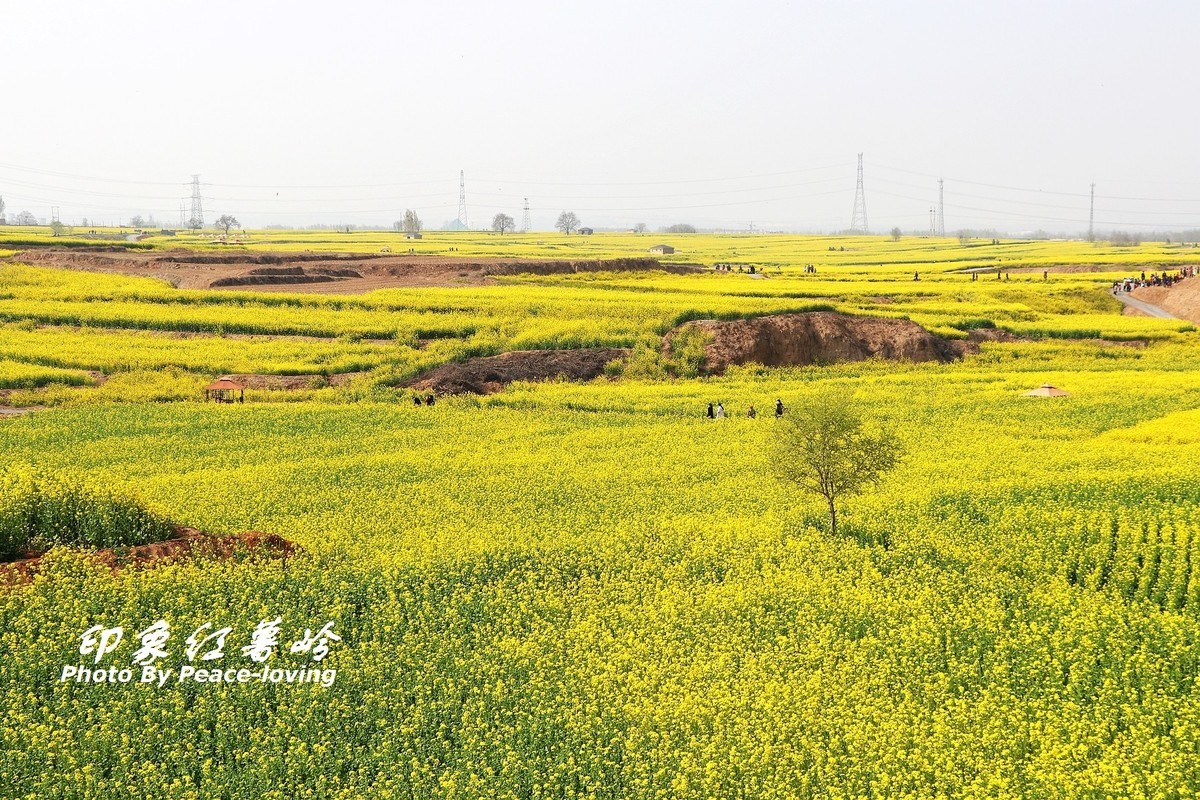金沙河红薯岭油菜花