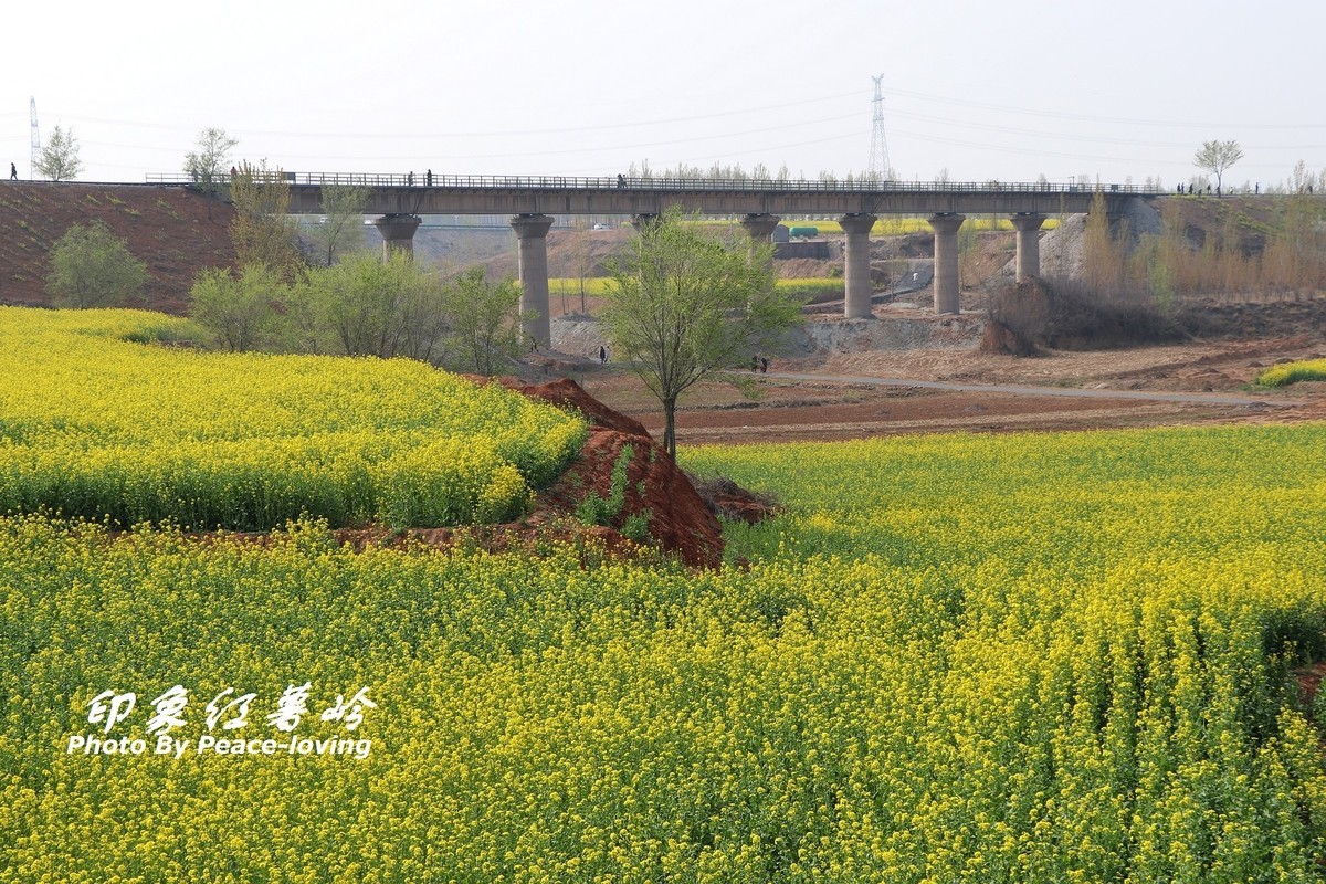 金沙河红薯岭油菜花