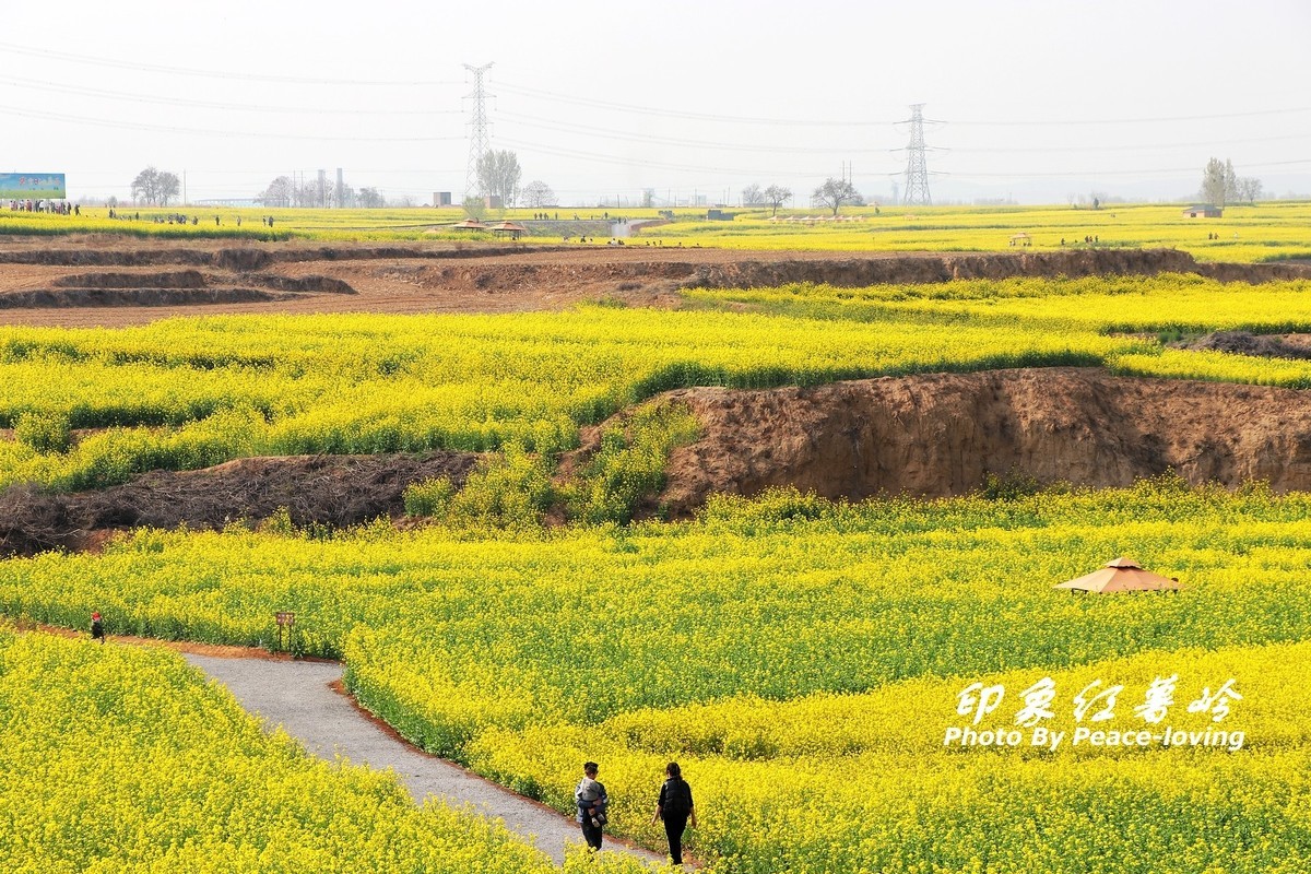 金沙河红薯岭油菜花