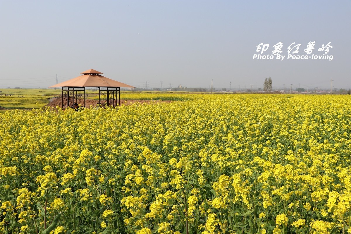 金沙河红薯岭油菜花