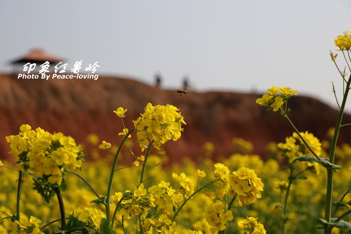 金沙河红薯岭油菜花