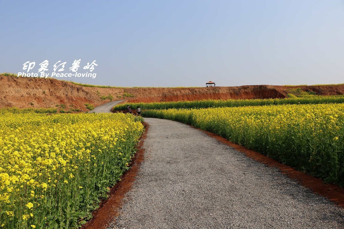 金沙河红薯岭油菜花