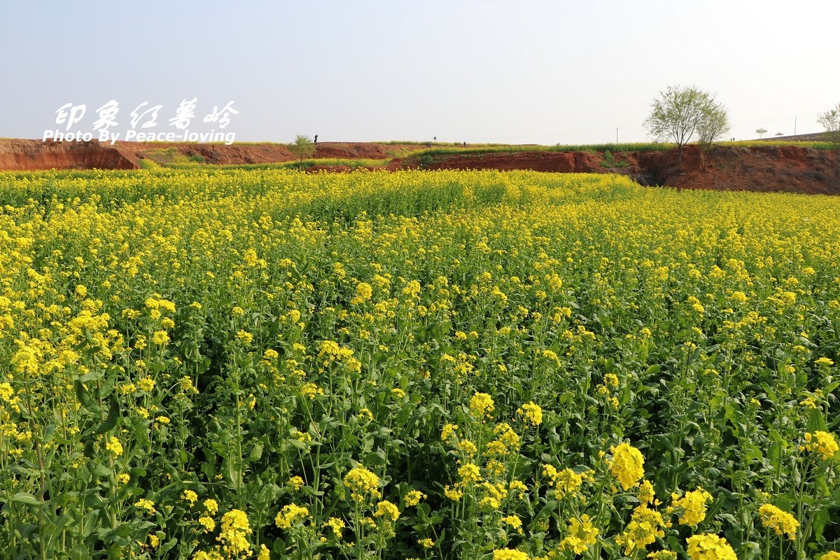 金沙河红薯岭油菜花