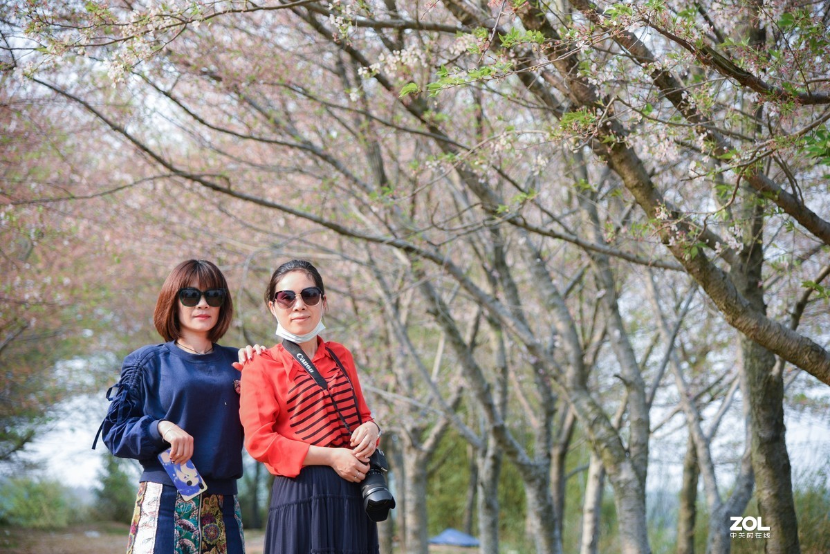 周未—平坝赏樱花