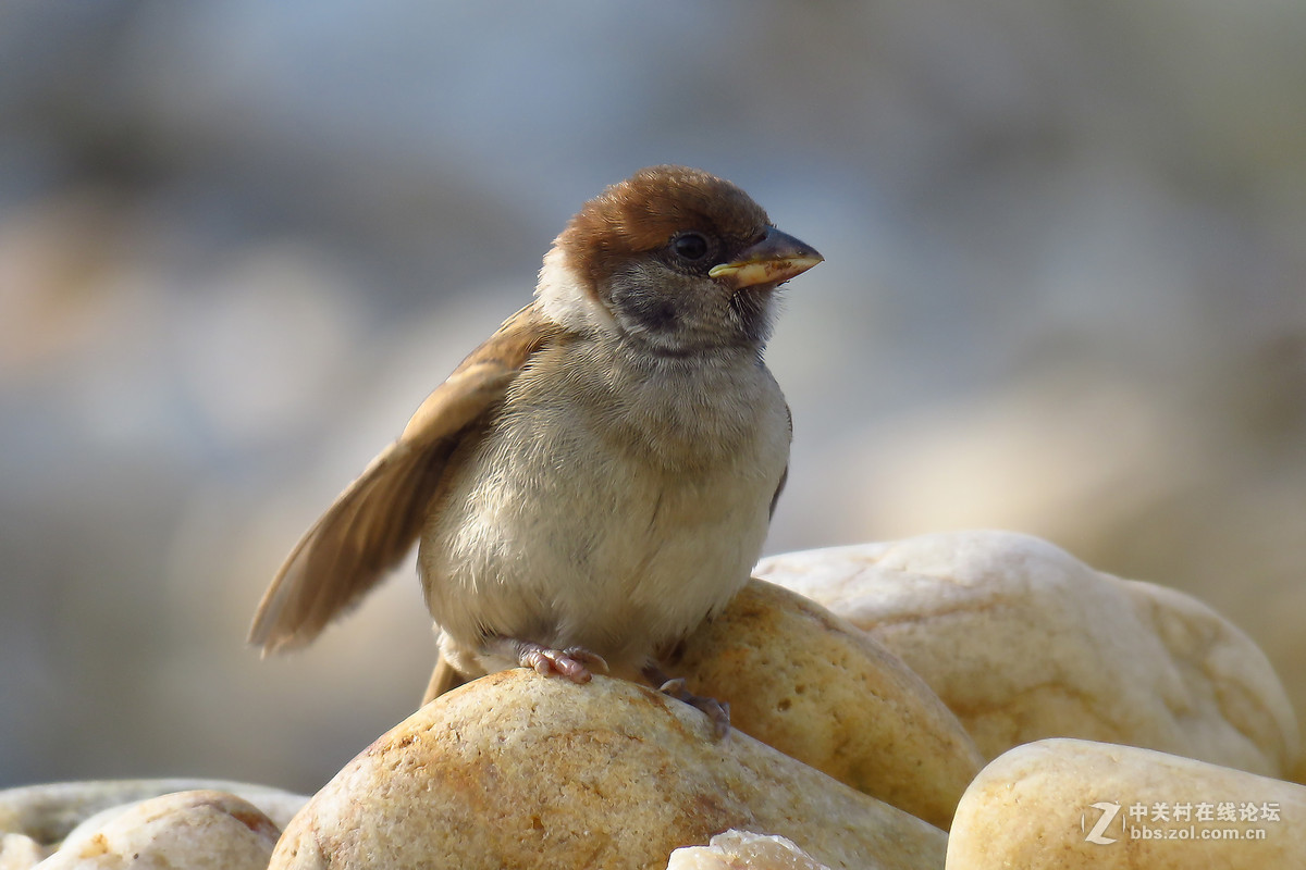 一只小麻雀宝宝