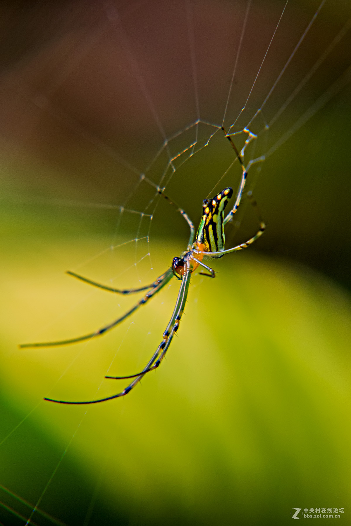 花鸟虫鱼---蜘蛛/18-135套头拍微距