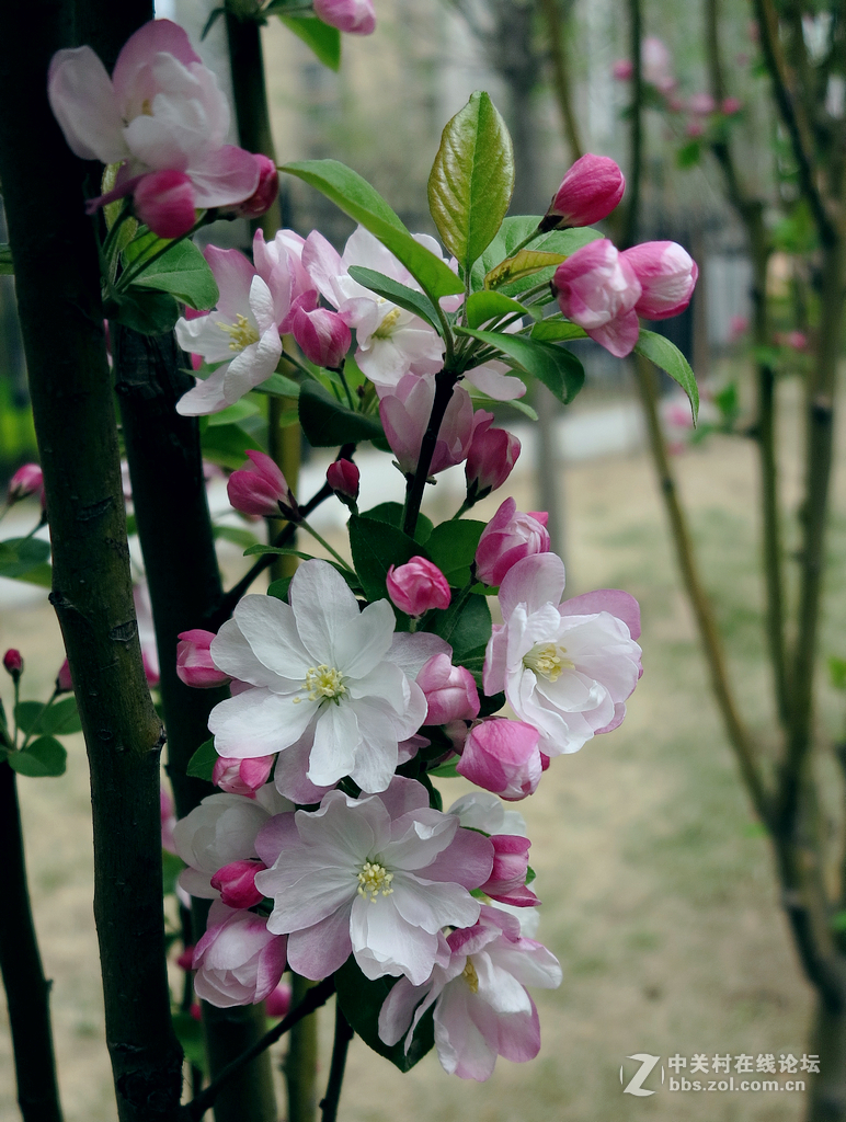 绚丽的垂丝海棠花