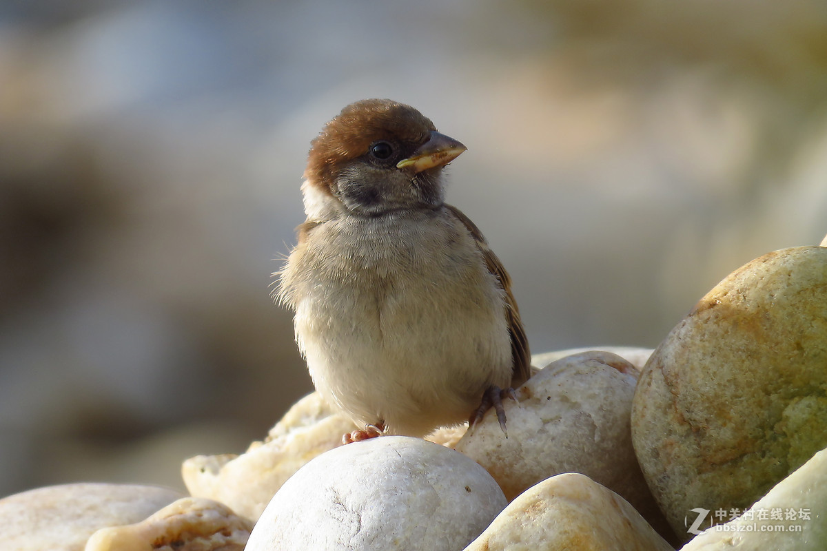 一只小麻雀宝宝
