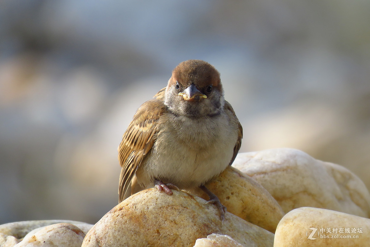 一只小麻雀宝宝