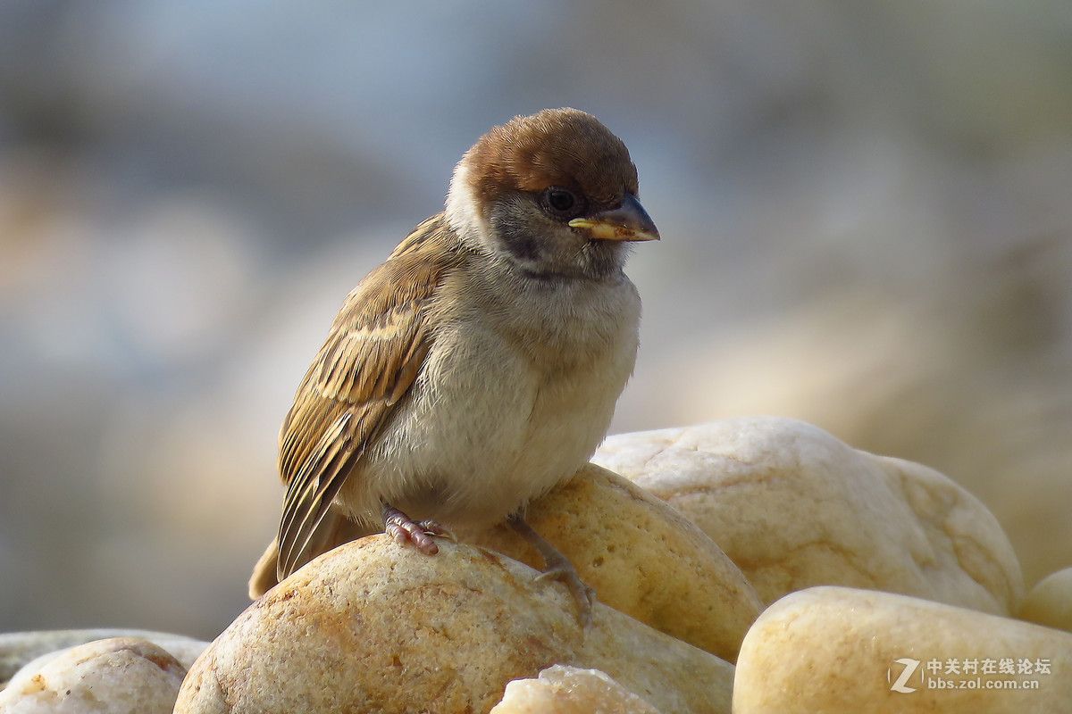 一只小麻雀宝宝