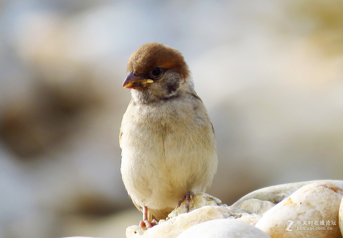 一只小麻雀宝宝
