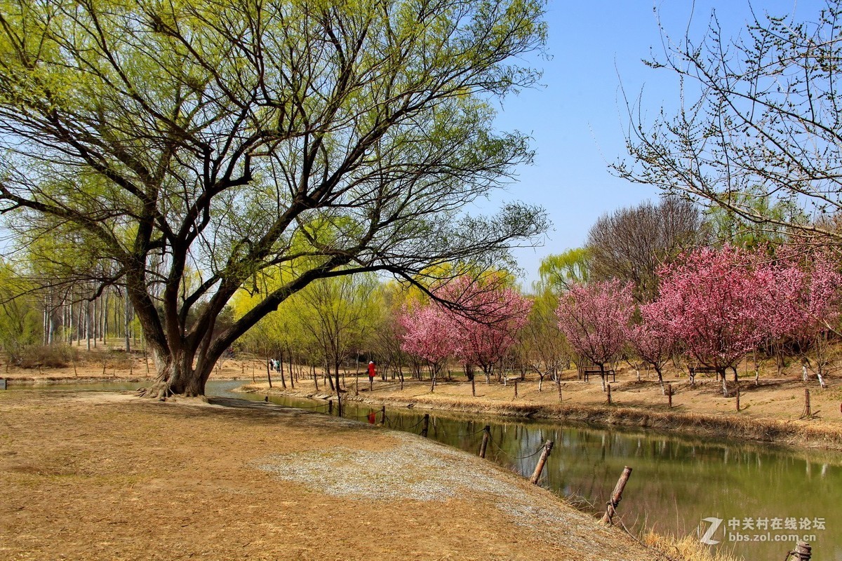 公園初春