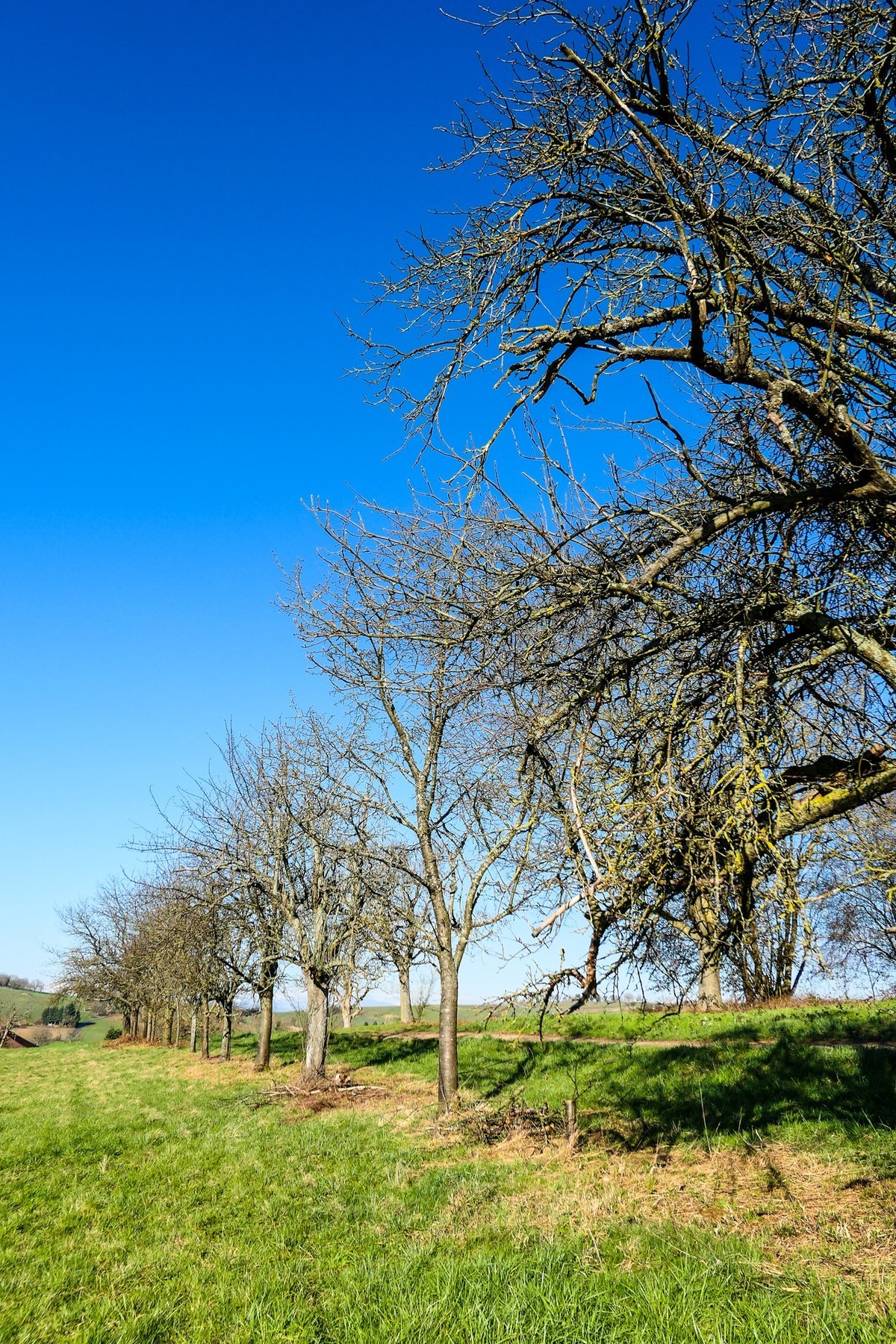 春天来了--拜望兄弟星空(中国),祝师友顺利安康!!