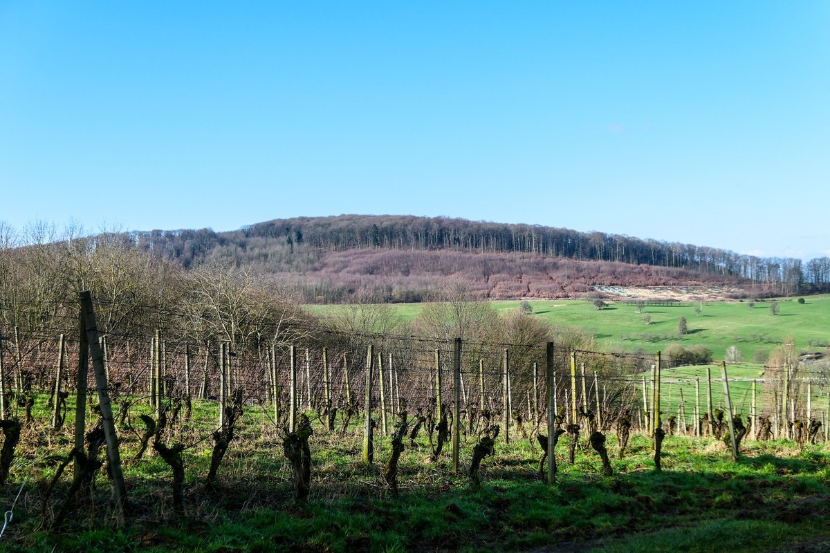 春天来了--拜望兄弟星空(中国),祝师友顺利安康!!