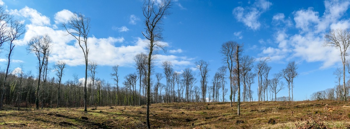 春天来了--拜望兄弟星空(中国),祝师友顺利安康!!