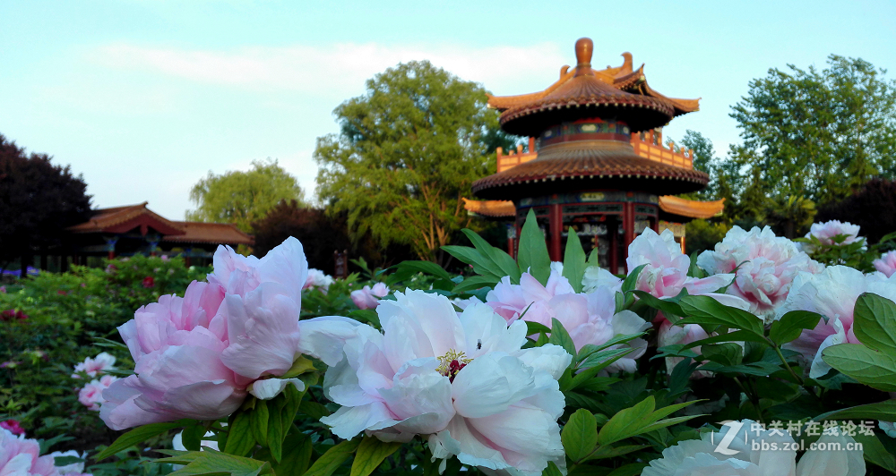 洛阳牡丹花城【华为荣耀6拍摄】