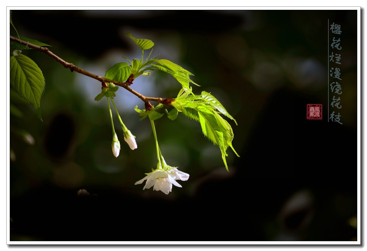 #尼康花卉作品赏析#【樱花烂漫绕花枝】 （老阿推荐）