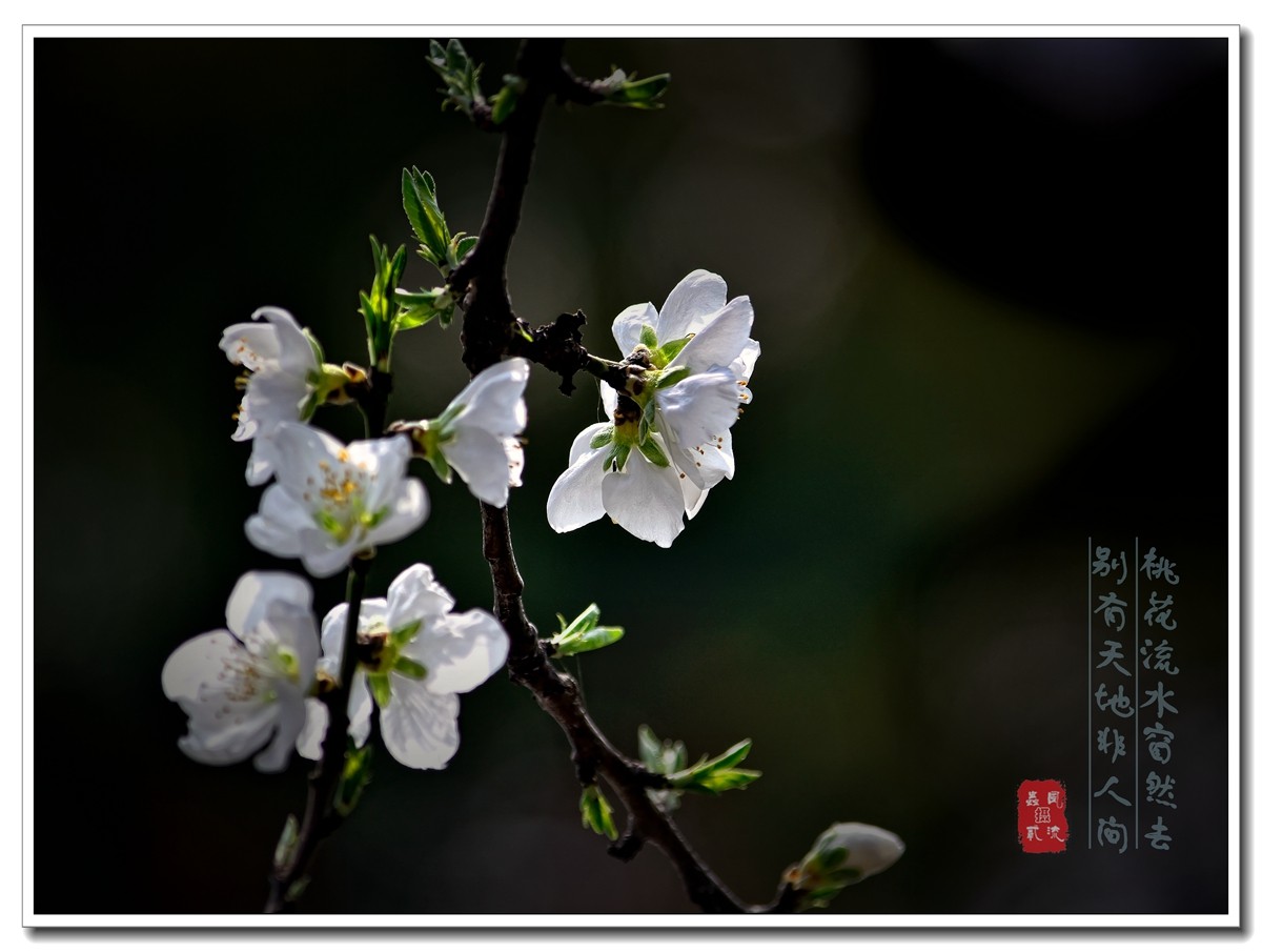 #尼康花卉作品赏析#【樱花烂漫绕花枝】 （老阿推荐）