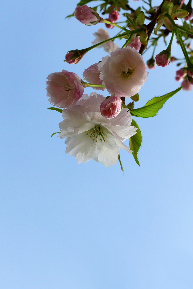 樱花