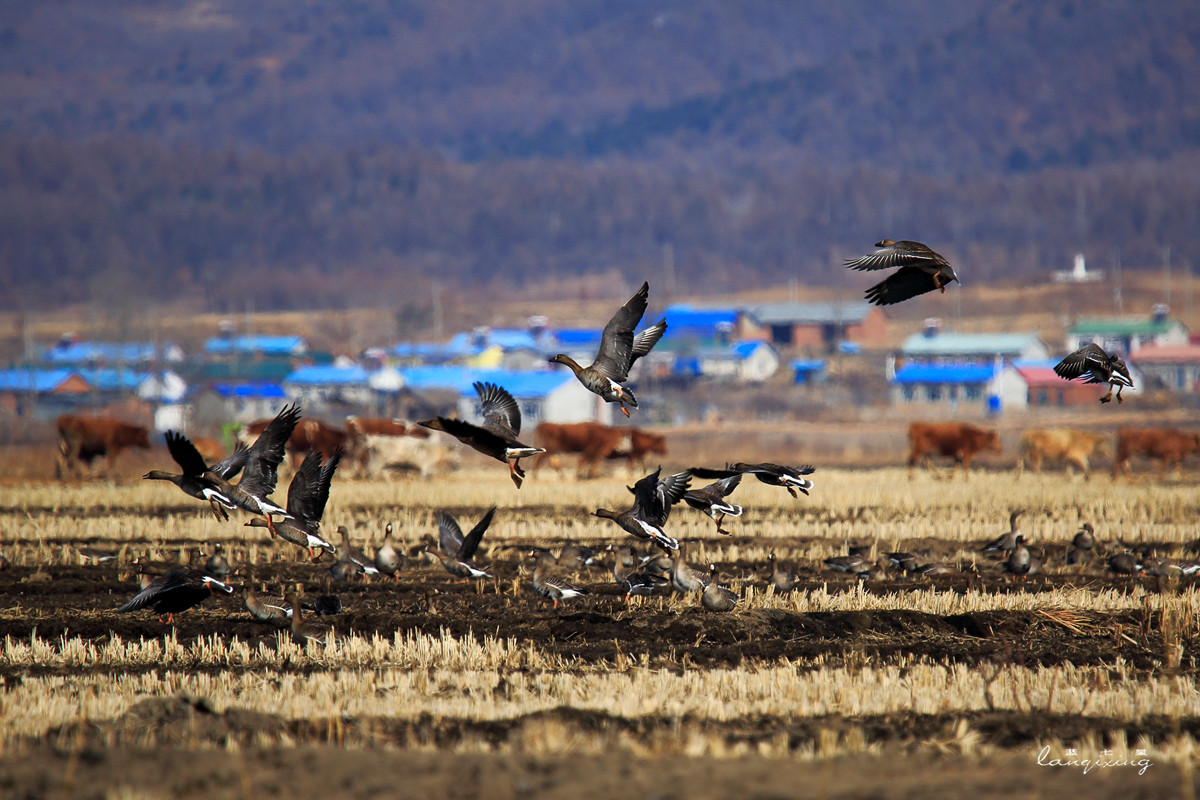 东北亚金三角敬信湿地观鸟