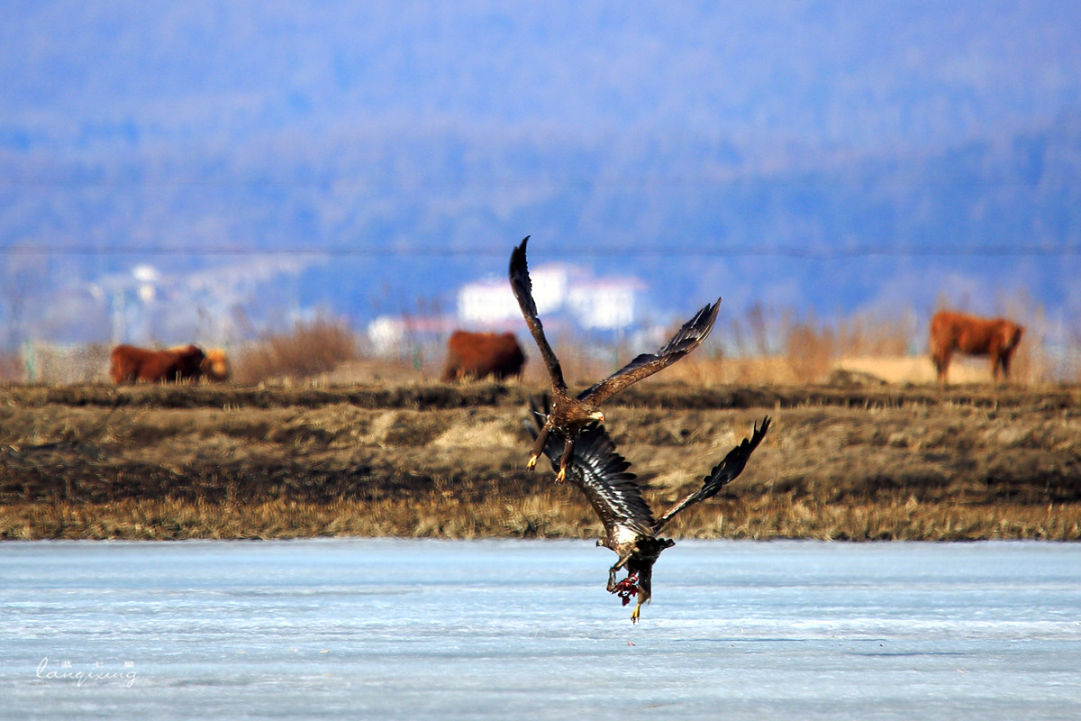 东北亚金三角敬信湿地观鸟