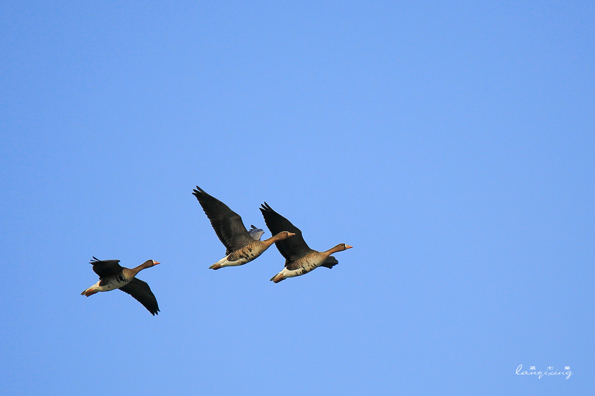 东北亚金三角敬信湿地观鸟