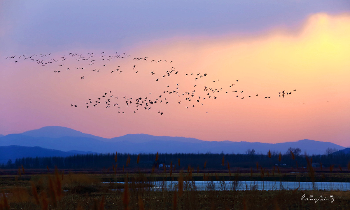东北亚金三角敬信湿地观鸟