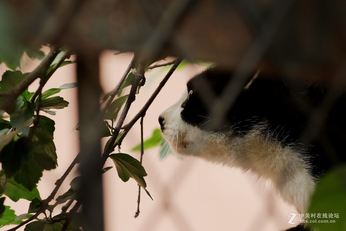 （463）   猫星人