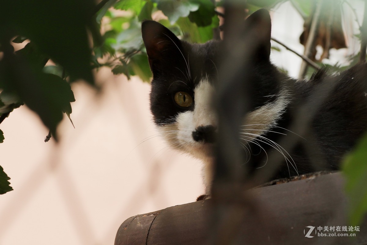 （463）   猫星人