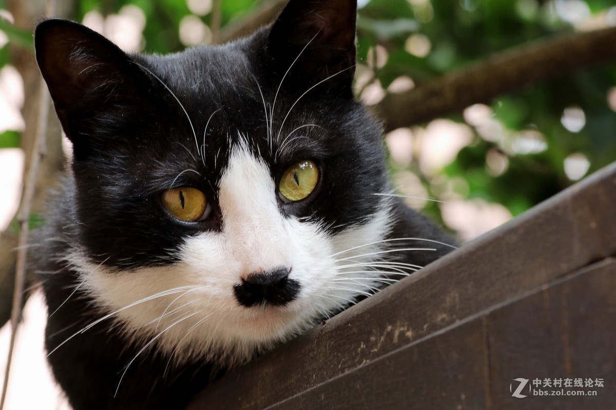 （463）   猫星人